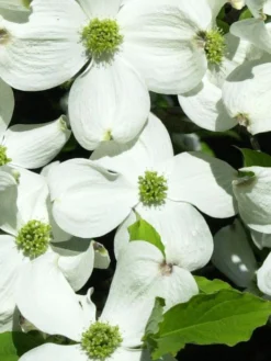 Cornus Florida, Blumen-Hartriegel