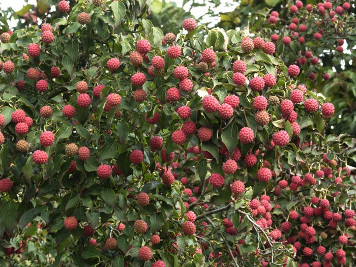 Cornus Kousa, Japanischer Blumenhartriegel 3 Cornus Kousa, Japanischer Blumenhartriegel – Bild 3