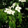 Cornus Kousa, Japanischer Blumenhartriegel