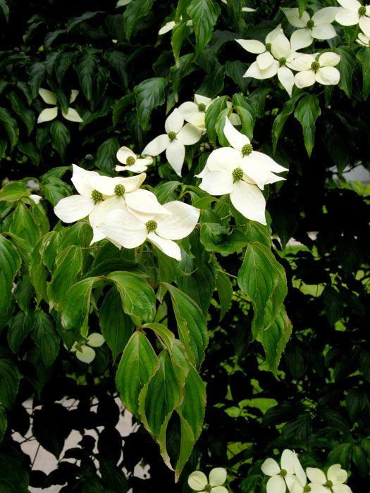 Cornus Kousa, Japanischer Blumenhartriegel 1 Cornus Kousa, Japanischer Blumenhartriegel