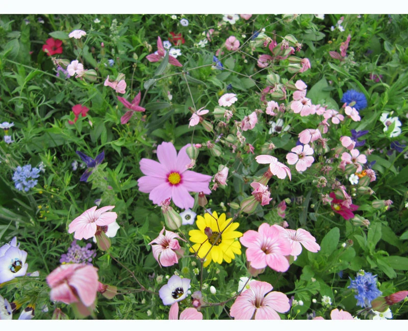 Blumenwiese - Franziskus Mischung 1 Blumenwiese - Franziskus Mischung