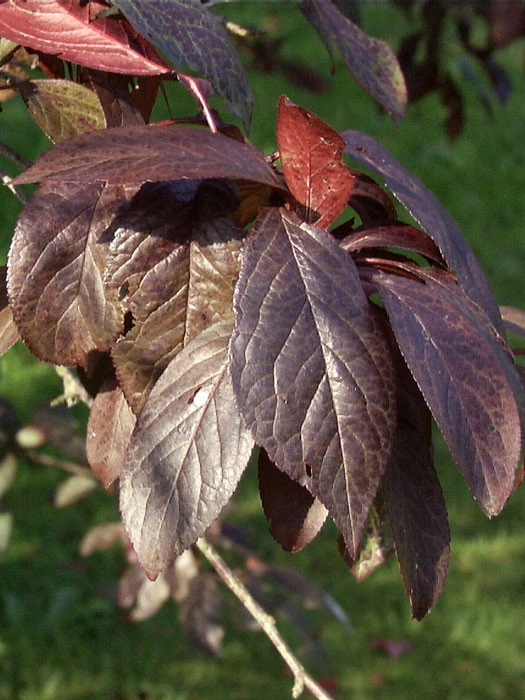 Prunus Cerasifera 'Hollywood' (Syn. Trailblazer) 2 Prunus Cerasifera 'Hollywood' (Syn. Trailblazer) – Bild 2