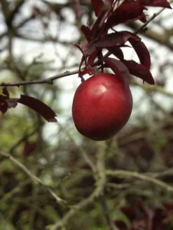 Prunus Cerasifera 'Hollywood' (Syn. Trailblazer) 5 Prunus Cerasifera 'Hollywood' (Syn. Trailblazer) -Gartenbedarfs Geschäft blutpflaume hollywood frucht 1280x1280