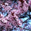 Prunus Cerasifera 'Nigra', Blutpflaume