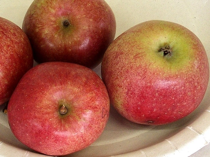 Apfel Bohnapfel 2 Apfel Bohnapfel – Bild 2