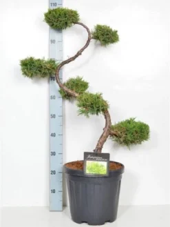 Juniperus Chinensis 'Old Gold', XXL-Produkt