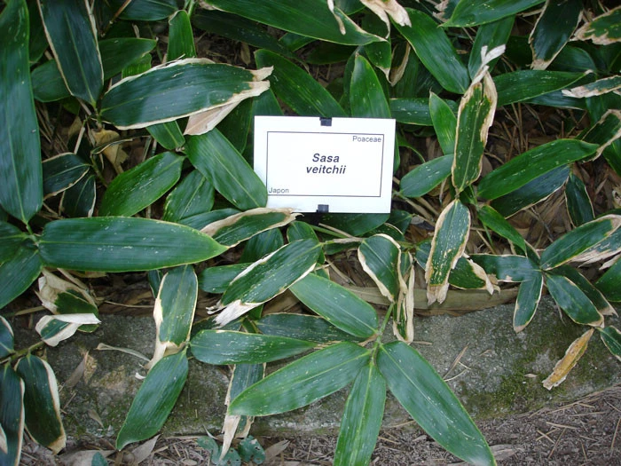 Sasa Veitchii, Breitblättriger Zwergbambus 2 Sasa Veitchii, Breitblättriger Zwergbambus – Bild 2