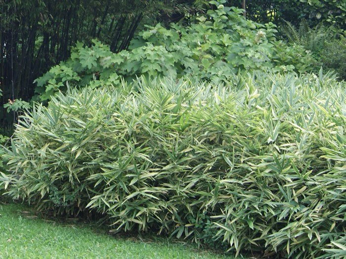 Hibanobambusa Tranquillans 'Shiroshima', Buschiger Streifenbambus 2 Hibanobambusa Tranquillans 'Shiroshima', Buschiger Streifenbambus – Bild 2