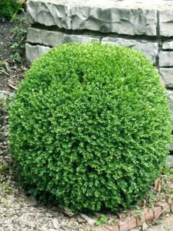 Buchsbaum-Kugel, Buxus 9 Buchsbaum-Kugel, Buxus -Gartenbedarfs Geschäft bux kugel3 76862 2 1280x1280