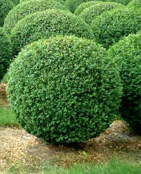 Buchsbaum-Kugel, Buxus 1 Buchsbaum-Kugel, Buxus