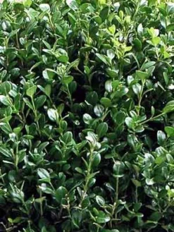 Buchsbaum-Kugel, Buxus 7 Buchsbaum-Kugel, Buxus -Gartenbedarfs Geschäft buxus k255599bc5e5ca4 1280x1280