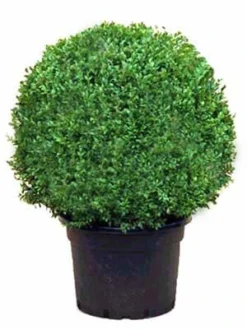 Buchsbaum-Kugel, Buxus 8 Buchsbaum-Kugel, Buxus -Gartenbedarfs Geschäft buxus kugel ra12 1280x1280