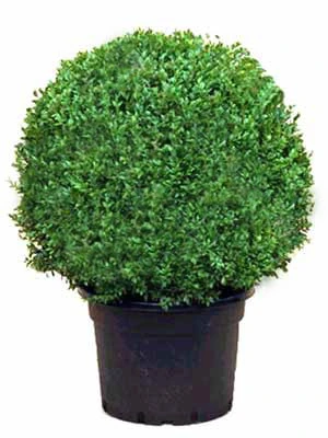 Buchsbaum-Kugel, Buxus 4 Buchsbaum-Kugel, Buxus – Bild 4