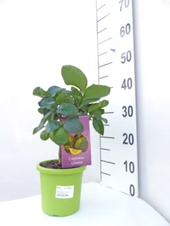Limettenbaum 'Caipirinha-Limette' - Lime Time® -Gartenbedarfs Geschäft caipirinha limette klein 1 1280x1280