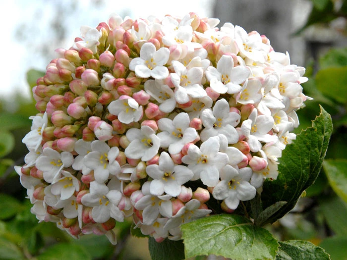 Viburnum Carlcephalum, Großblumiger Duft-Schneeball 2 Viburnum Carlcephalum, Großblumiger Duft-Schneeball – Bild 2