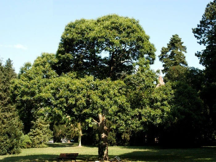 Marone, Edelkastanie, Esskastanie 2 Marone, Edelkastanie, Esskastanie – Bild 2