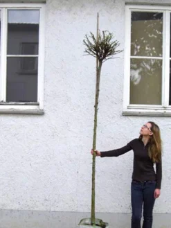 Catalpa Bignonioides Nana, Kugel-Trompetenbaum - Hochstamm 6 Catalpa Bignonioides Nana, Kugel-Trompetenbaum - Hochstamm -Gartenbedarfs Geschäft catalpa nana hochstamm 1280x1280