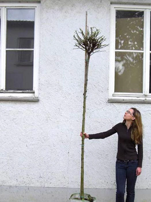 Catalpa Bignonioides Nana, Kugel-Trompetenbaum - Hochstamm 3 Catalpa Bignonioides Nana, Kugel-Trompetenbaum - Hochstamm – Bild 3