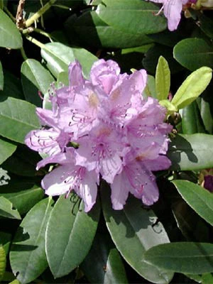 Rhododendron 'Cataw. Grandiflorum' INKARHO® 1 Rhododendron 'Cataw. Grandiflorum' INKARHO®