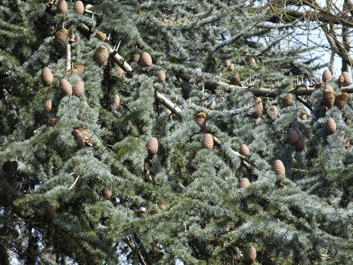 Cedrus Atlantica 'Glauca', Blaue Atlas-Zeder 2 Cedrus Atlantica 'Glauca', Blaue Atlas-Zeder – Bild 2