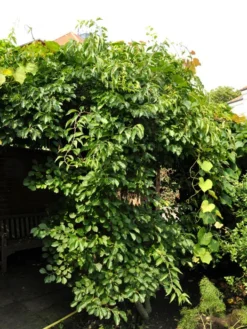 Celastrus Orbiculatus, Baumwürger