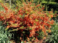 Nordische Zitrone, Essbare Zierquitte -Gartenbedarfs Geschäft chaenomeles cido 1280x1280