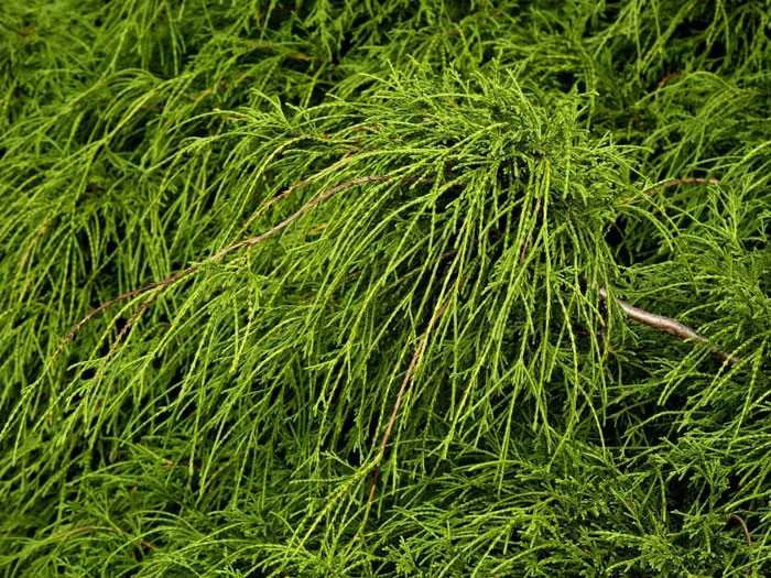 Chamaecyparis Pisifera 'Filifera Nana', Grüne Zwerg-Fadenzypresse 2 Chamaecyparis Pisifera 'Filifera Nana', Grüne Zwerg-Fadenzypresse – Bild 2