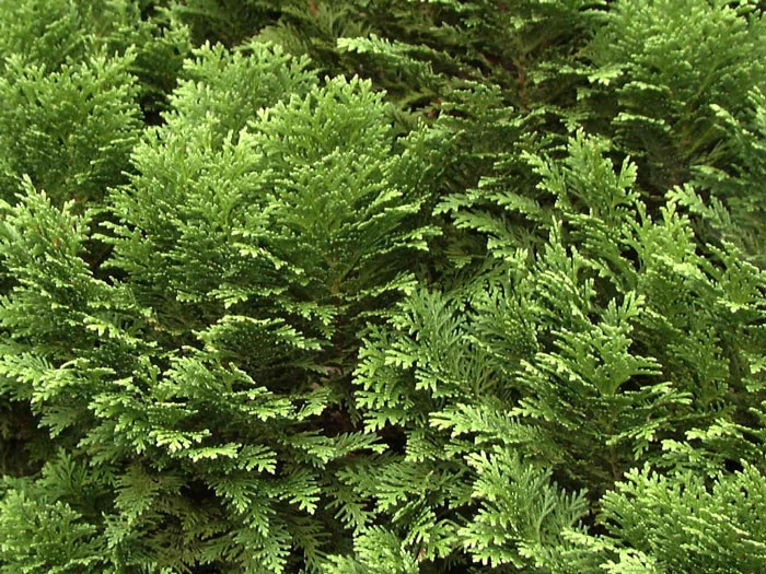 Chamaecyparis Lawsoniana 'Minima Glauca', Blaue Zwergzypresse 2 Chamaecyparis Lawsoniana 'Minima Glauca', Blaue Zwergzypresse – Bild 2