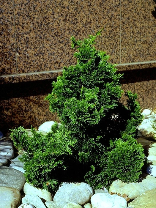 Chamaecyparis Obtusa 'Nana Gracilis', Kleine Muschelzypresse 2 Chamaecyparis Obtusa 'Nana Gracilis', Kleine Muschelzypresse – Bild 2