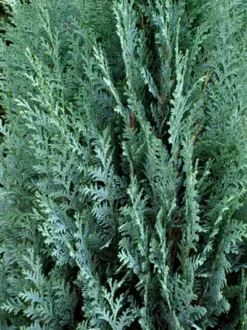 Chamaecyparis Lawsoniana 'Columnaris', Blaue Säulenzypresse 5 Chamaecyparis Lawsoniana 'Columnaris', Blaue Säulenzypresse -Gartenbedarfs Geschäft chamaecyparis columnaris 2 41891 2 1280x1280