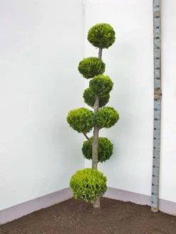 Chamaecyparis Laws. Ivonne, XXL-Produkt