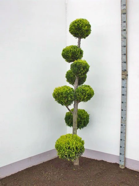 Chamaecyparis Laws. Ivonne, XXL-Produkt 1 Chamaecyparis Laws. Ivonne, XXL-Produkt