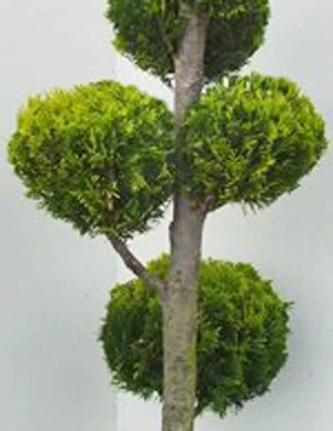 Chamaecyparis Laws. Ivonne, XXL-Produkt 2 Chamaecyparis Laws. Ivonne, XXL-Produkt – Bild 2