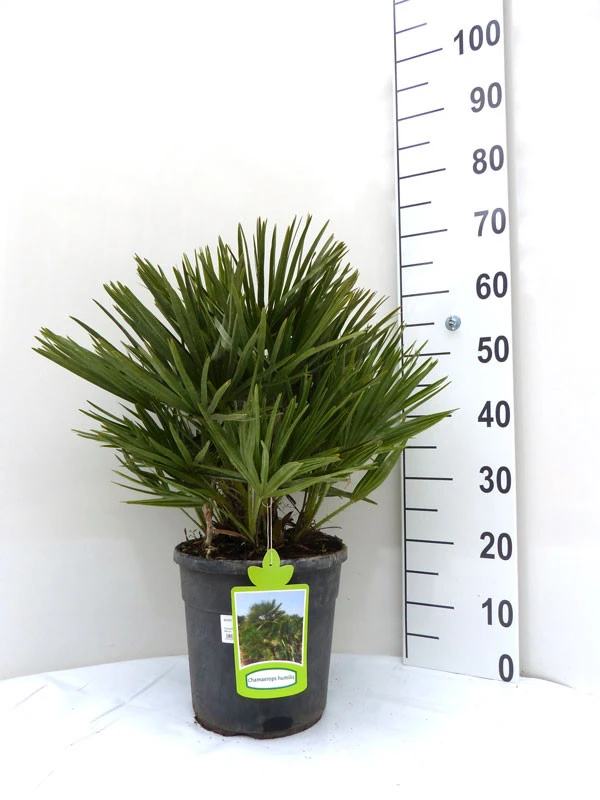 Chamaerops Humilis, Zwergpalme 1 Chamaerops Humilis, Zwergpalme