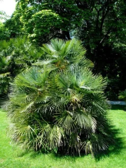 Chamaerops Humilis, Zwergpalme 5 Chamaerops Humilis, Zwergpalme -Gartenbedarfs Geschäft chamaerops zwergpalme 1280x1280