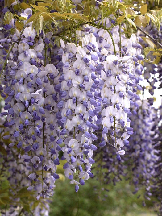 Wisteria Sinensis, Chinesischer Blauregen 1 Wisteria Sinensis, Chinesischer Blauregen