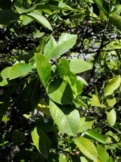 Citrus Limonum, Zitronenpflanze 7 Citrus Limonum, Zitronenpflanze -Gartenbedarfs Geschäft citrus limonum blatt 1280x1280