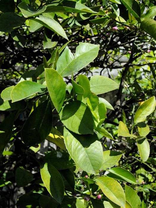 Citrus Limonum, Zitronenpflanze 4 Citrus Limonum, Zitronenpflanze – Bild 4