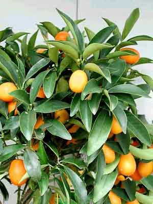 Citrus Fortunella Japonica Kumquat, Ei-Mandarine, Kumquat 2 Citrus Fortunella Japonica Kumquat, Ei-Mandarine, Kumquat – Bild 2