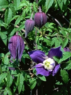 Clematis Alpina 'Frances Rivis'
