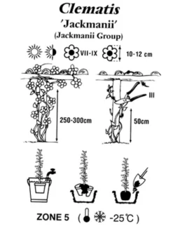 Clematis Jackmanii -Gartenbedarfs Geschäft clematis jackmanii 1280x1280