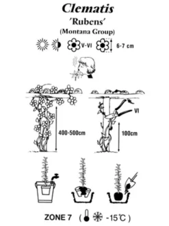 Clematis Montana 'Rubens', Anemonenwaldrebe -Gartenbedarfs Geschäft clematis montana rubens 1280x1280