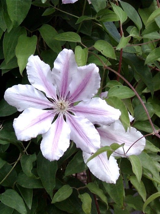 Clematis 'Nelly Moser' 1 Clematis 'Nelly Moser'