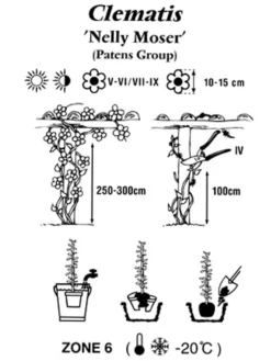 Clematis 'Nelly Moser' 5 Clematis 'Nelly Moser' -Gartenbedarfs Geschäft clematis nelly moser 1280x1280