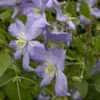 Clematis 'Prince Charles'