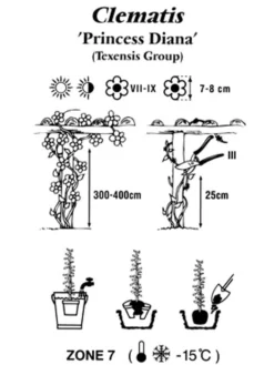 Clematis Texensis 'Princess Diana' -Gartenbedarfs Geschäft clematis princessdiana 1280x1280