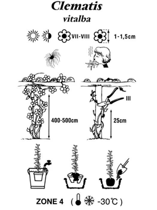 Clematis Vitalba, Gemeine Waldrebe 2 Clematis Vitalba, Gemeine Waldrebe – Bild 2