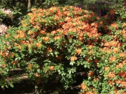 Rhododendron Luteum 'Coccinea Speciosa', Sommergrüne Japanische Gartenazalee 5 Rhododendron Luteum 'Coccinea Speciosa', Sommergrüne Japanische Gartenazalee -Gartenbedarfs Geschäft coccinea speciosa 1280x1280