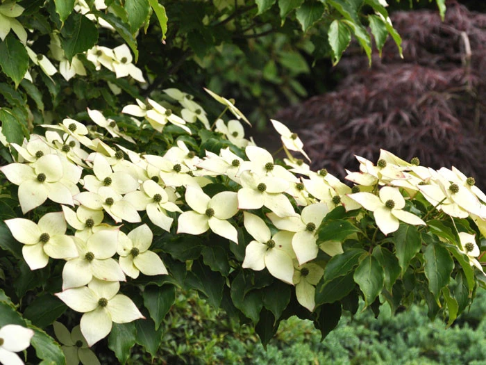 Cornus Kousa 'Milky Way', Japanischer Blumenhartriegel 2 Cornus Kousa 'Milky Way', Japanischer Blumenhartriegel – Bild 2