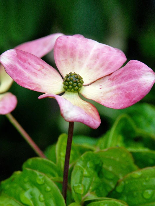 Cornus Kousa 'Satomi', Japanischer Blumenhartriegel 1 Cornus Kousa 'Satomi', Japanischer Blumenhartriegel